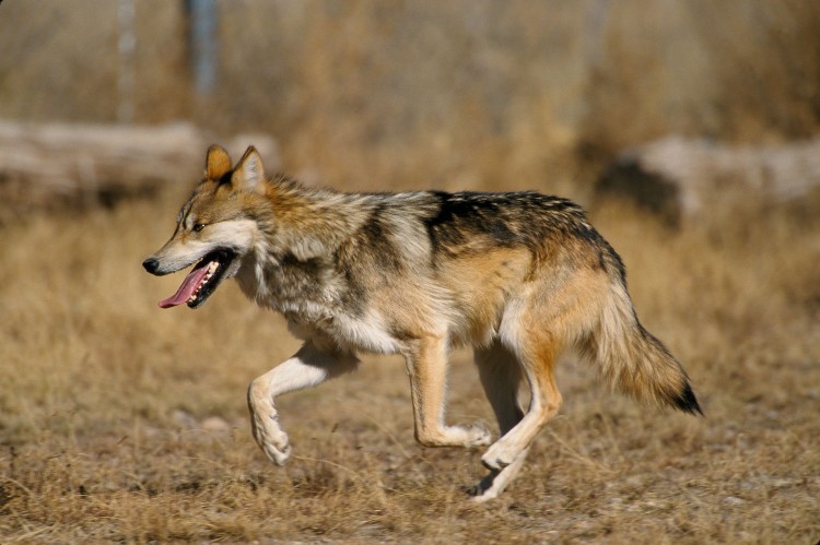 Uwaga na grasujące wilki w Pomorskiem! Ostrzeżenie Generalnej Dyrekcji&#8230;